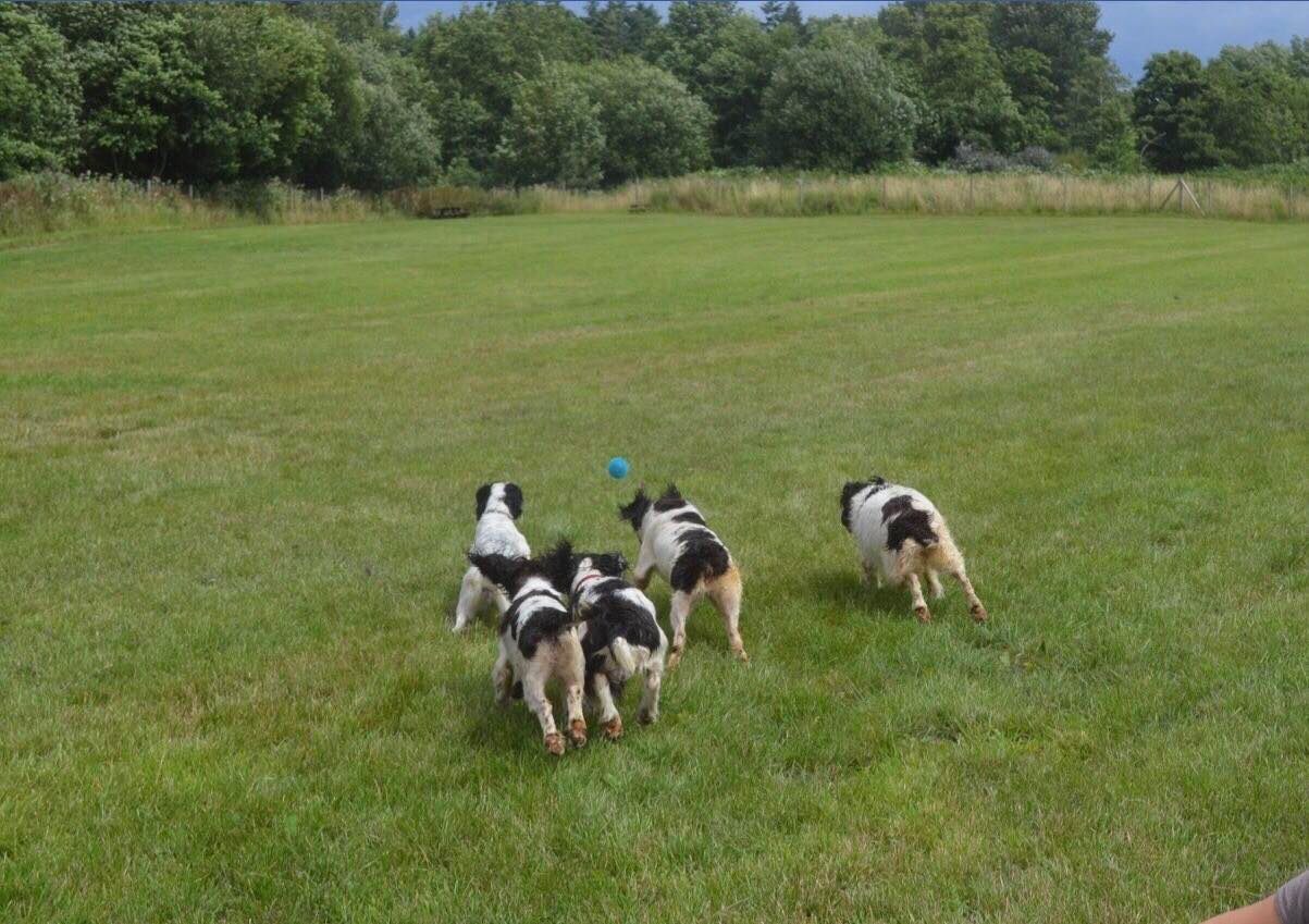 5 spaniels chasing a ball